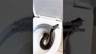 Bendito Dios. Ayúdame a llegar a mil subscriptores que lo necesito para que me paguen #cristianos
