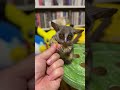 【２０２１年最後の干し芋を一生懸命食べるショウガラゴ】Bushbaby Plum's Growth Diary ショウガラゴ プラムの成長日記