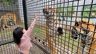 Takut Kasih Makan Harimau dan Berenang di Waterpark by harper apple 3,769 views 1 month ago 9 minutes, 14 seconds