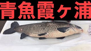 ⑥青魚約120㎝ 初の奇形型 くの字に曲げってる 鯉釣り、Carp