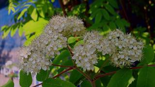 Ural rowan ('Уральская рябинушка') - 1953