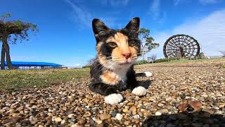 水車の公園で出会ったサビ猫ちゃんをモフモフする