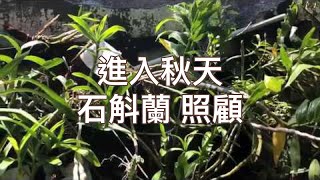 進入秋天的石斛蘭照顧| 肥料| 上板狀況