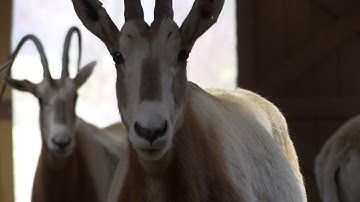 Earth Optimism: Oryx