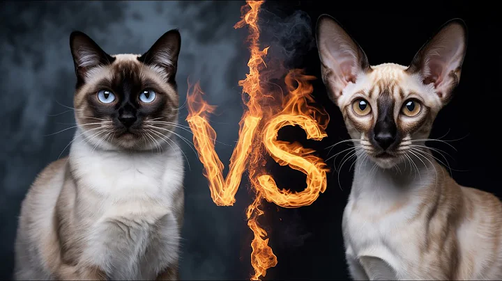 Video 11679551: siamese oriental shorthair, siamese oriental cats, siamese cat feline, siamese cat exploring, siamese cat faces