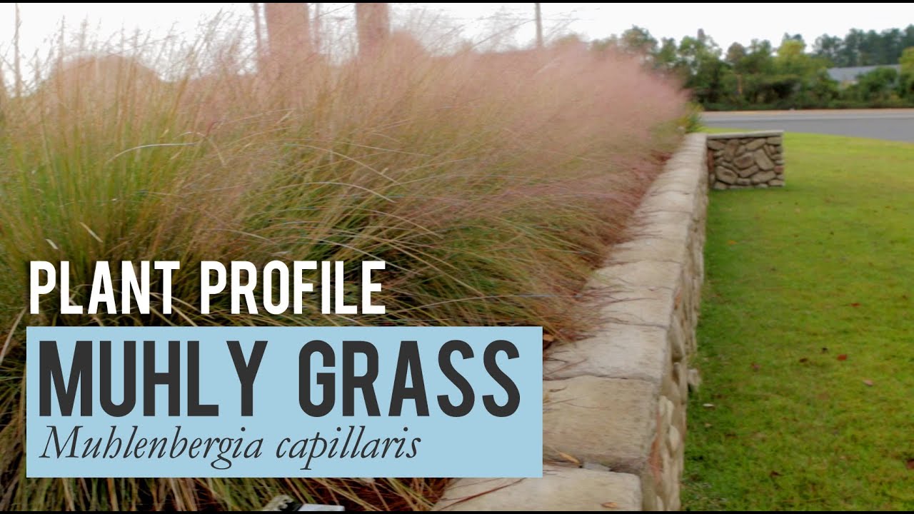 Muhly Grass Plant Profile YouTube