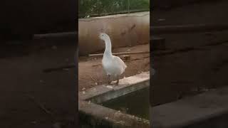 Lonely Duck #Wild Animals #Zoo #Shorts #viralvideos