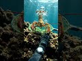 Giant Lobster Catch! 🦞 | 12K Underwater POV #Shorts #Adventure