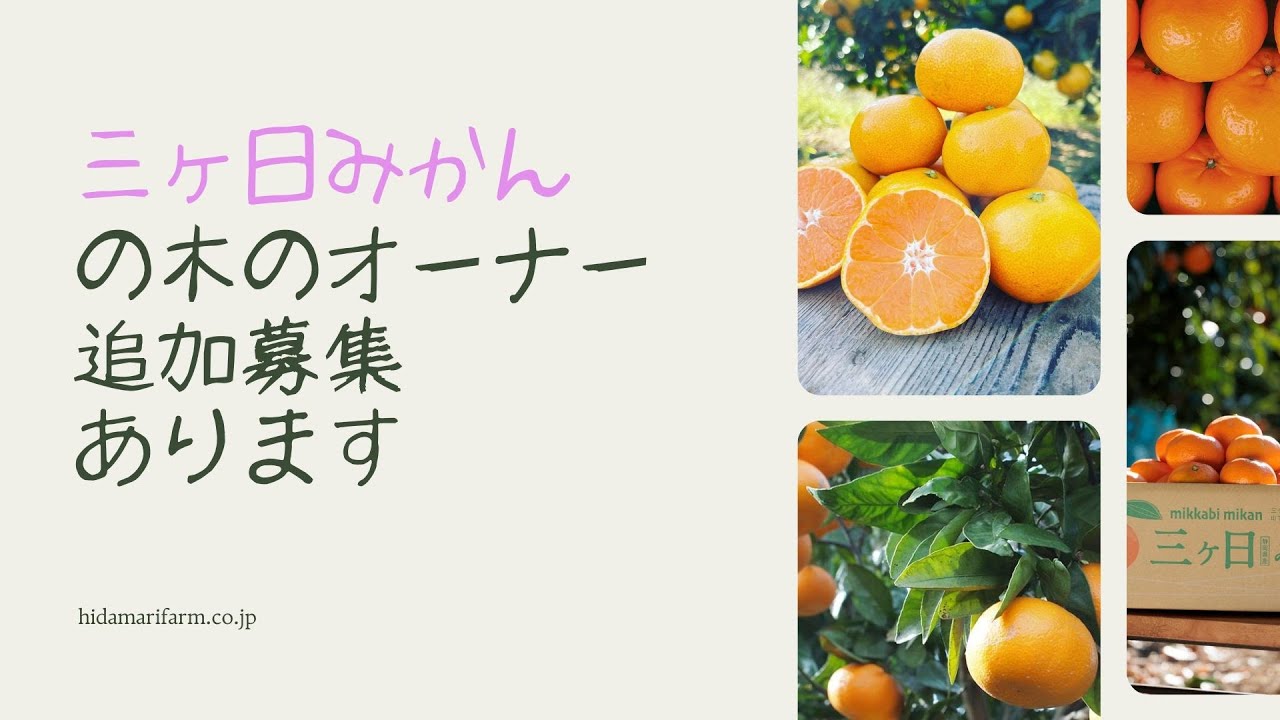 2023年 みかんの木のオーナー追加募集のお知らせ 陽だまりファーム