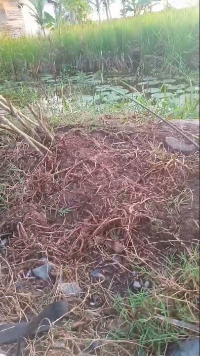 Mancing Siam Babon Sexi #mancingway #asalmancing #hendraangler #viralshort #sapat #mancingmania