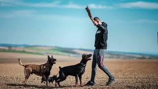 Dynamic Dobermans: Unleashing the Power, Intelligence, and Grace of the Breed #dog #doberman #puppy