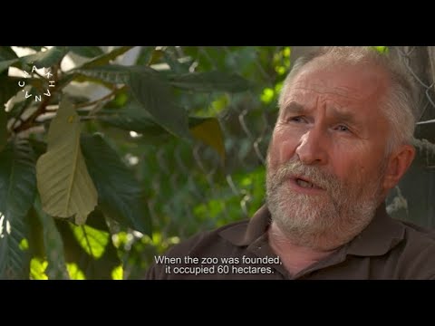 Adapted | ადაპტაცია | Chai Khana