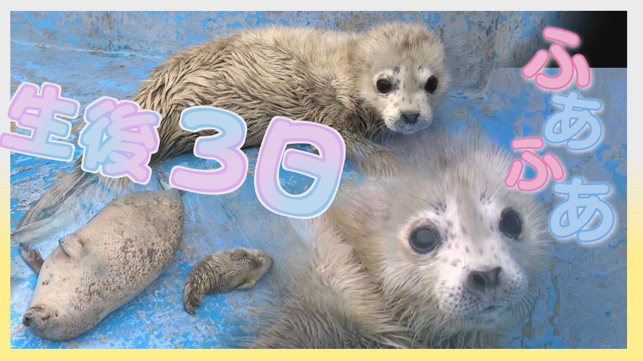 White downy spotted seal develops sesame-like markings in about 3