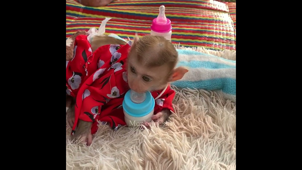 Milk time for baby monkey Sabi and Esha after took a bath.