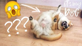 Собака СЛОМАЛАСЬ I очень веселый ПЕС 😄 Собака СЛОМАЛАСЬ I очень веселый ПЕС 😄