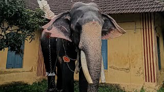 Guruvayoor Rajasekharan ️‍ ഗുരുവായൂർ രാജശേഖരൻ  MOST POPULAR ELEPHANT IN KERALA