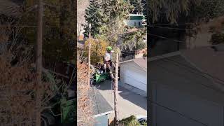 🌲 Precision Tree Removal in Calgary – Top Comes Off, Crew Steps Up 🪚🎯