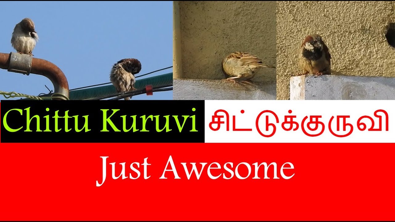 சின்ன சிட்டு குருவியே | The Sparrow (chittu Kuruvi) | Chinna Chinna ...