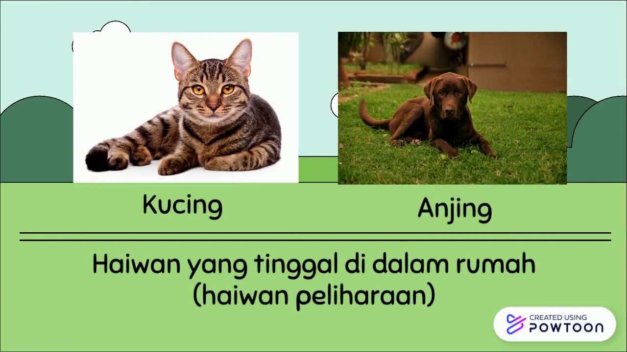 Tempat Tinggal Haiwan Sains Awal Youtube