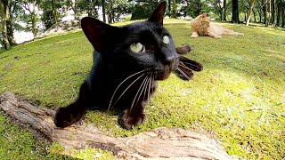 【仲良し猫】苔の上でくつろぐ茶トラ猫をモフっていたら黒猫も寄って来た