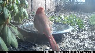 Bird Bath, February 16, 2024 by Alex P 306 views 2 months ago 2 minutes, 13 seconds