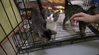 Scranton animal rescue hosting kitten shower this weekend