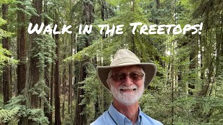 Redwood Skywalk