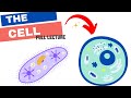 Biology Chapter 6 - The Cell