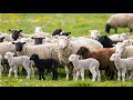 Lovely Moments Of Sheep In Spring Meadow Sheep And Goat Sounds Sheep And Goat Videos 