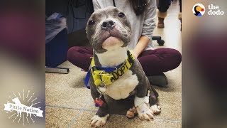 Pittie Puppy Found Tied To Pole LOVES His New Life | The Dodo Pittie Nation