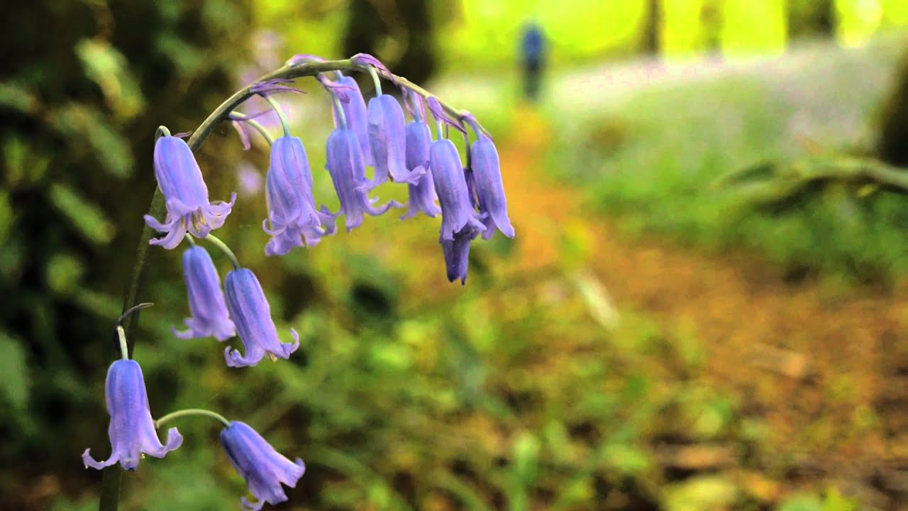 Cavan Walking Festival 2014