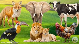 Happy Animal Farm Sounds: Chicken, Calf, Scarlet Ibis, Fox, Elephant, Lioness - Cute Little Animals by Wild Animal Sounds 5,436 views 10 days ago 31 minutes