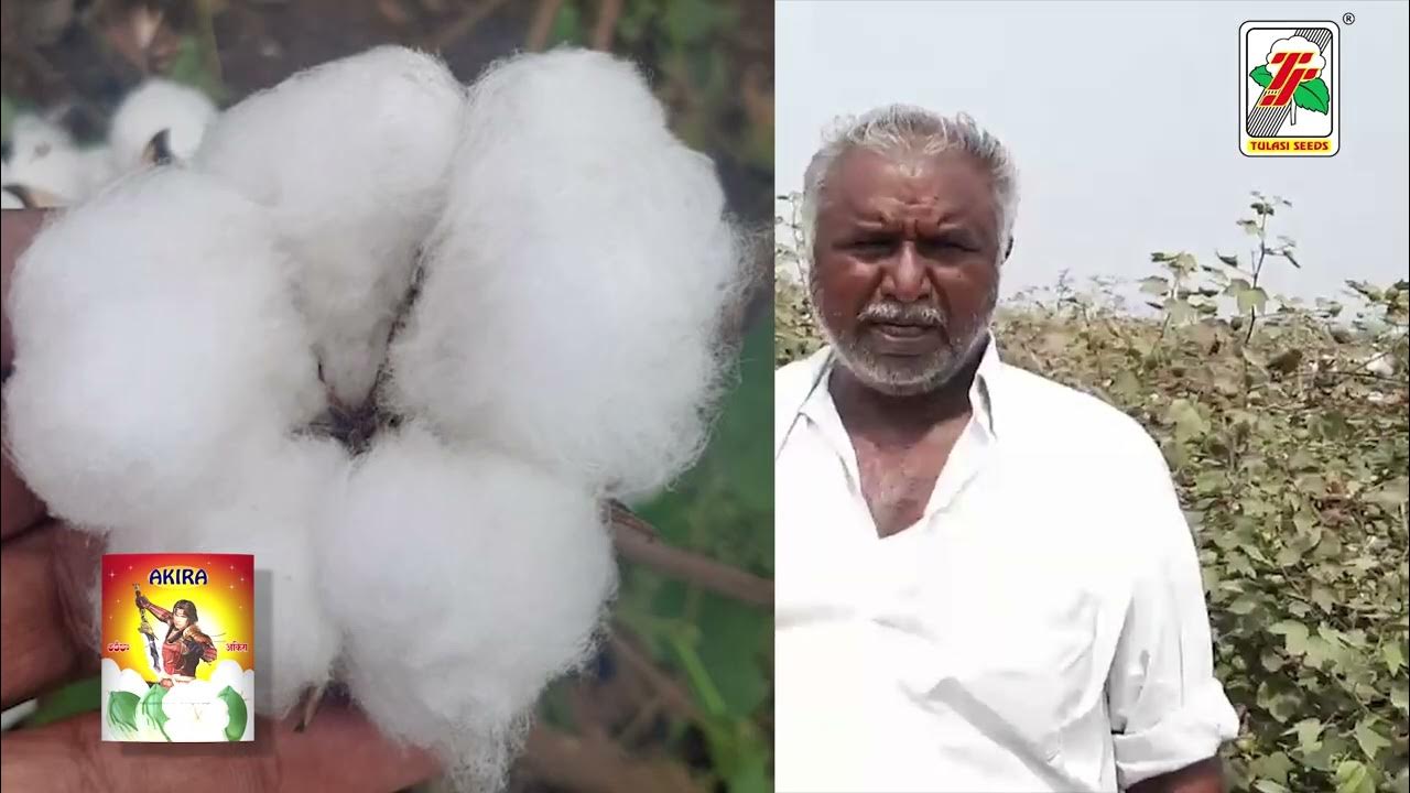 Tulasi Akira BG2 Amazing Cotton High Yield Variety YouTube tulasi-akira-bg2-amazing-cotton-high-yield-variety-youtube