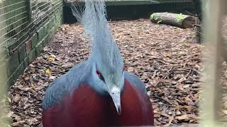 Victoria crowned pigeon calling at bird world Surrey