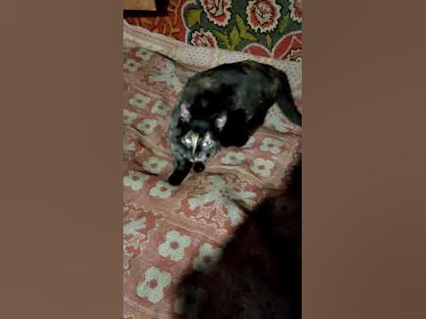 гимнастка кошка - YouTube