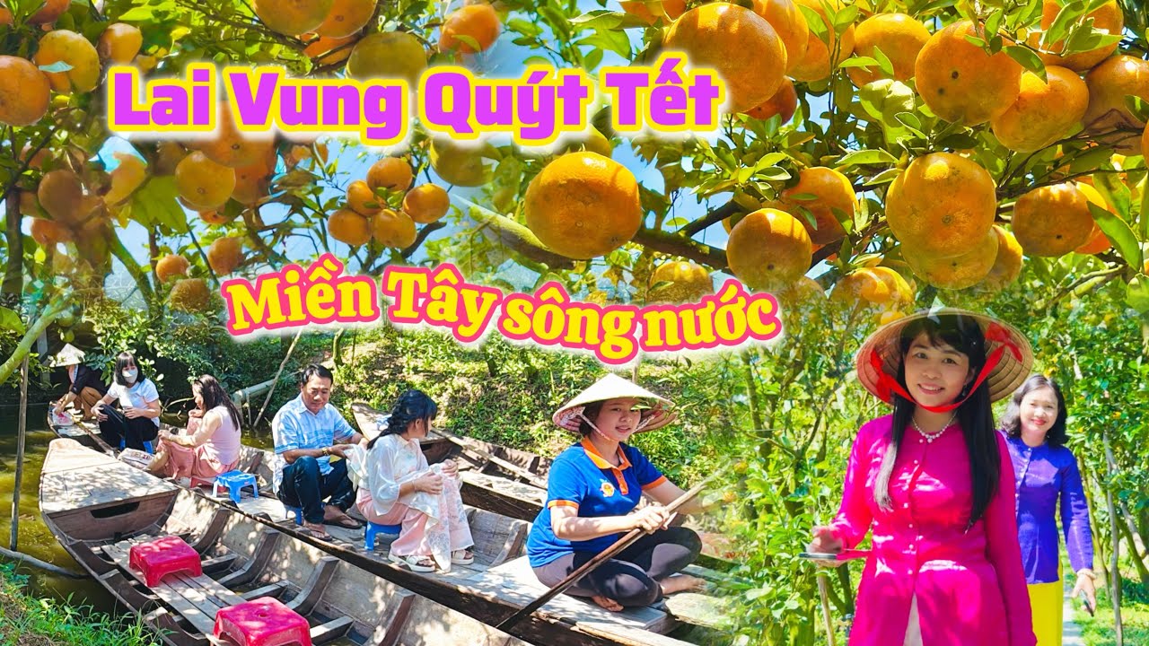 Lai Vung| Mùa Quýt hồng Tết, màu sắc Tết miền Tây sông nước|TrNQ