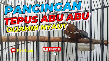Pancingan Tepus Kepala Abu Dijamin Nyaut #tepusabuabu #tepuskepalaabu