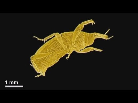 Βίντεο: Χρήσιμο έντομο. Πασχαλίτσα, αλεσμένο σκαθάρι, μέλισσα, κορδόνι. Υπερασπιστές του κήπου