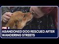 Abandoned dog rescued after wandering streets with stuffed toy, now receiving much-needed care