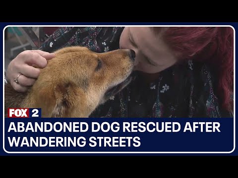 Video: Man vill återuppta övergiven hund efter att givare betalats för sin omsorg