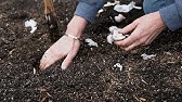 Planting Garlic Instructional Video from Territorial Seed Company