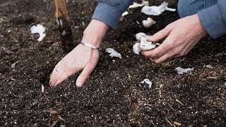 Garlic Planting Tips