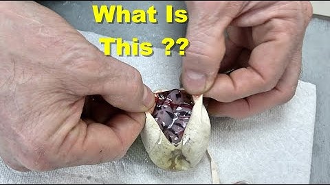 Is This A New Ball Python Morph ?? Must Watch !