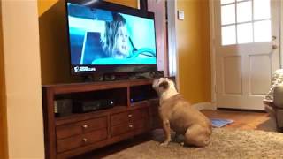 Bulldog Watches TV Intently To Ensure Actress’ Safety