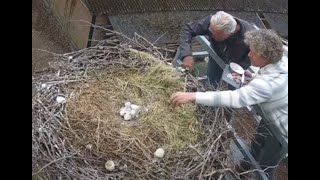 Loosdrecht, NL   HUMAN HELP!! Feeding a widowed stork.   2024.04.25.