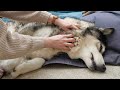 10 year old husky gets a massage but not the toe beans