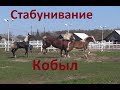 Знакомство жеребца с новыми кобылами