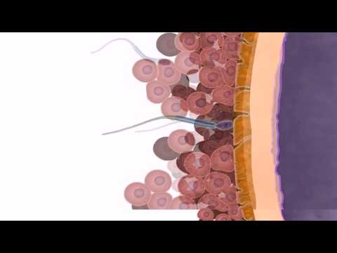 General Embryology - Detailed Animation On Fertilization