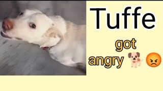 Tuffe got angry 😡💢