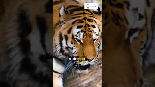 Did you know: Why tigers have stripes?